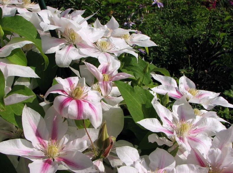 Клематис андромеда. Клематис Clematis Andromeda. Клематис Andromeda (Андромеда). Клематис крупноцветковый Andromeda.