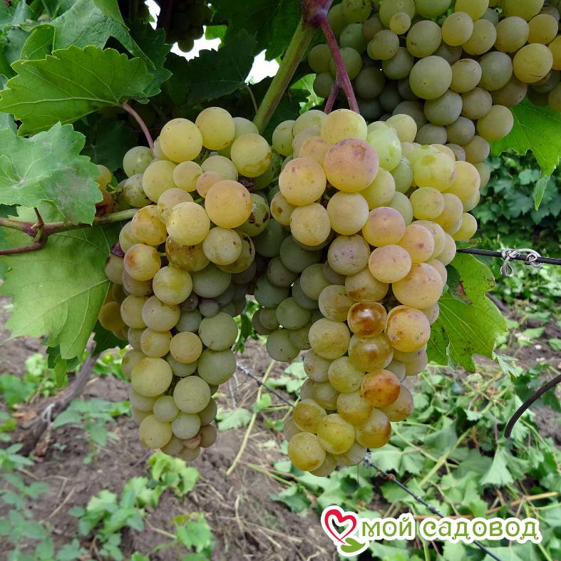 Виноград Фетяска мускатная